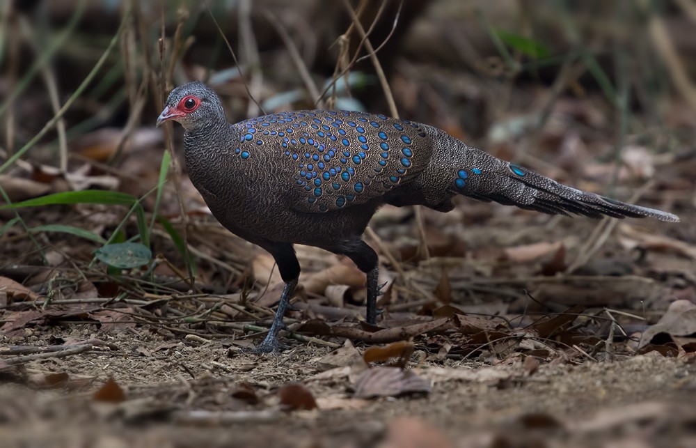 Germain's Peacock-Pheasant - ML206019831