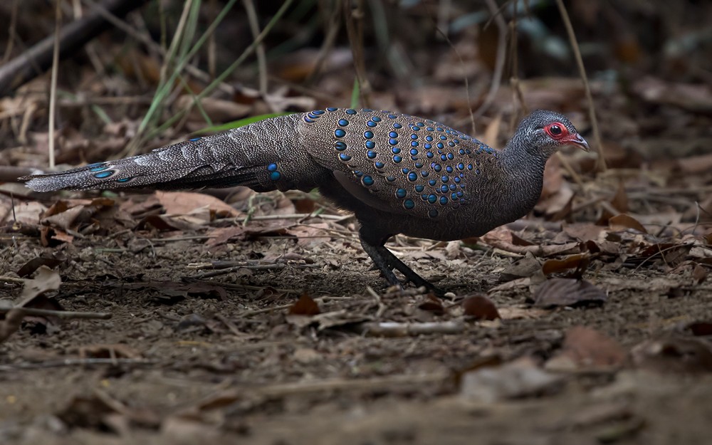 Germain's Peacock-Pheasant - ML206019841