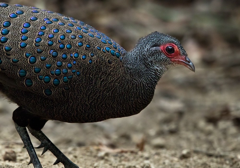Germain's Peacock-Pheasant - Lars Petersson | My World of Bird Photography