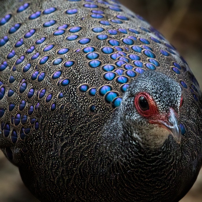 Germain's Peacock-Pheasant - ML206019861
