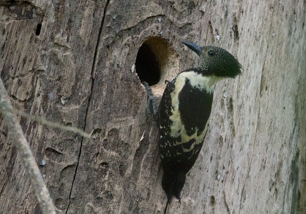 Black-and-buff Woodpecker - Lars Petersson | My World of Bird Photography