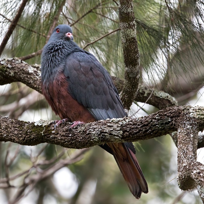 New Caledonian Imperial-Pigeon - ML206020001