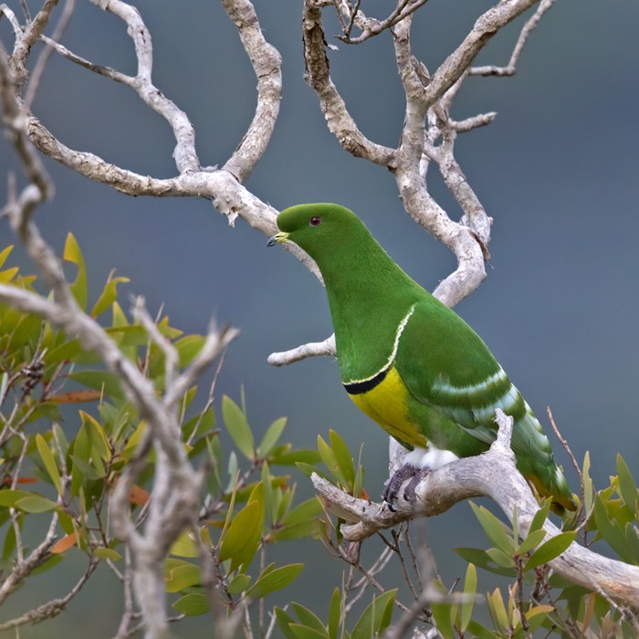 Cloven-feathered Dove - ML206020101