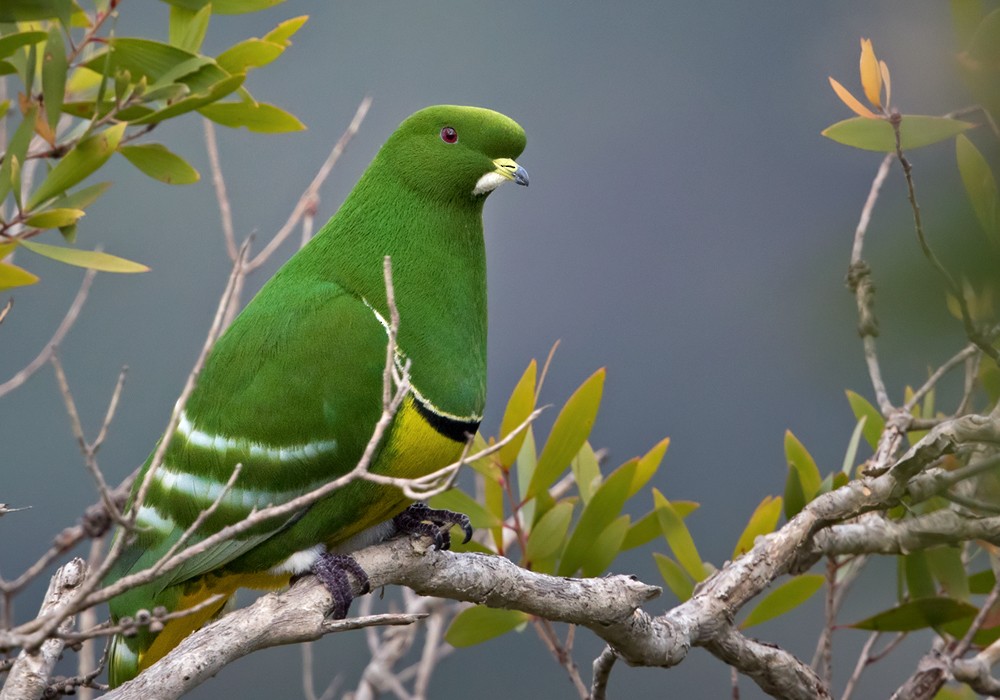 Cloven-feathered Dove - Lars Petersson | My World of Bird Photography