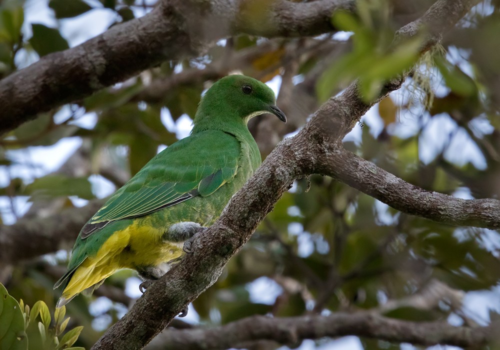 Cloven-feathered Dove - ML206020131