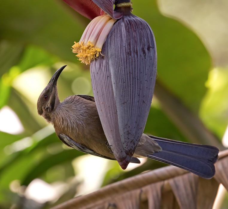New Caledonian Friarbird - ML206020161
