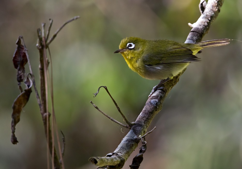 Green-backed White-eye - Lars Petersson | My World of Bird Photography