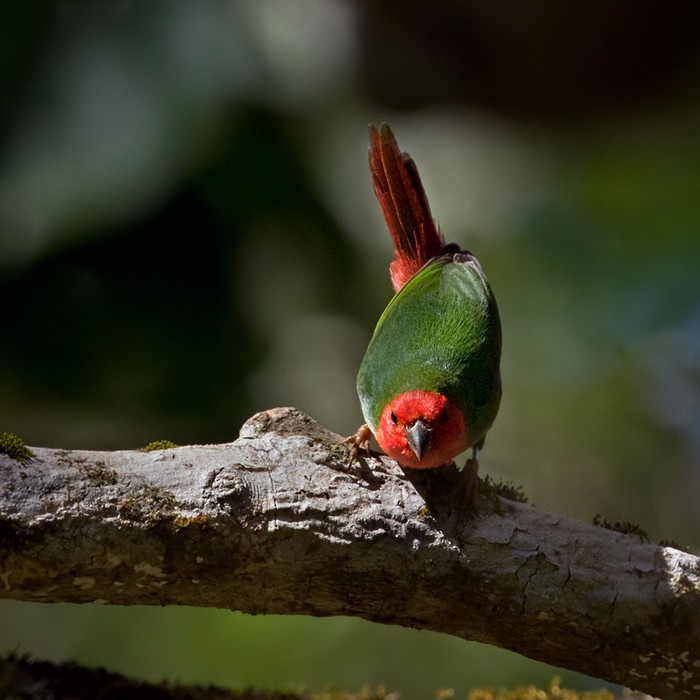 Red-throated Parrotfinch - ML206020211