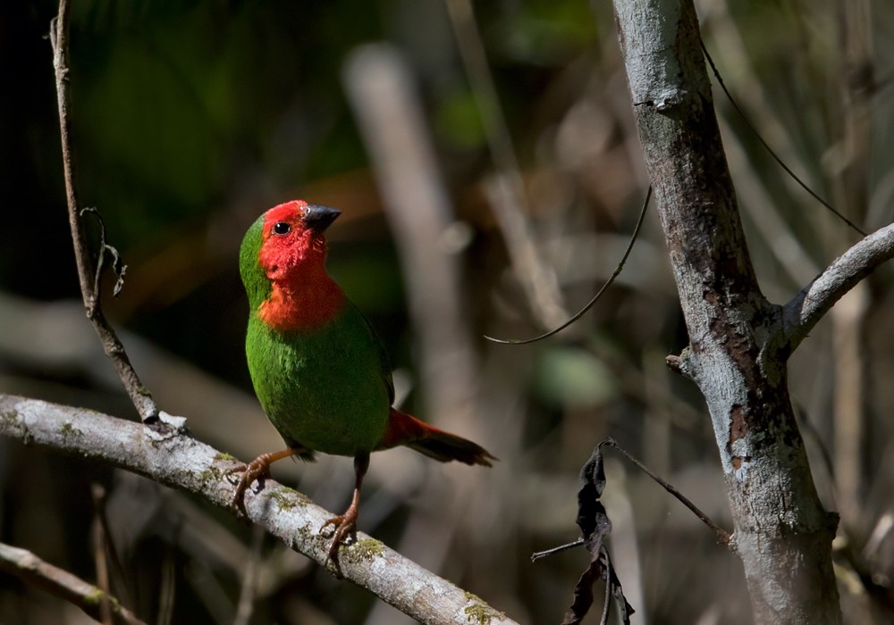 Red-throated Parrotfinch - Lars Petersson | My World of Bird Photography