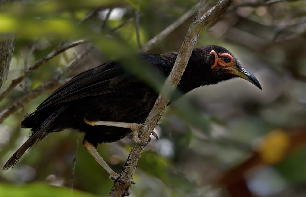 Crow Honeyeater - Lars Petersson | My World of Bird Photography