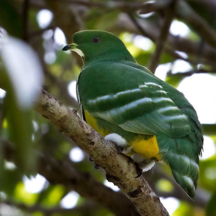 Cloven-feathered Dove - Lars Petersson | My World of Bird Photography