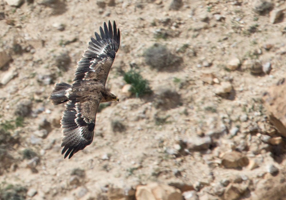Steppe Eagle - Lars Petersson | My World of Bird Photography