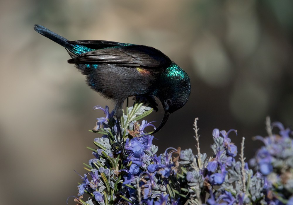 Palestine Sunbird (Palestine) - Lars Petersson | My World of Bird Photography