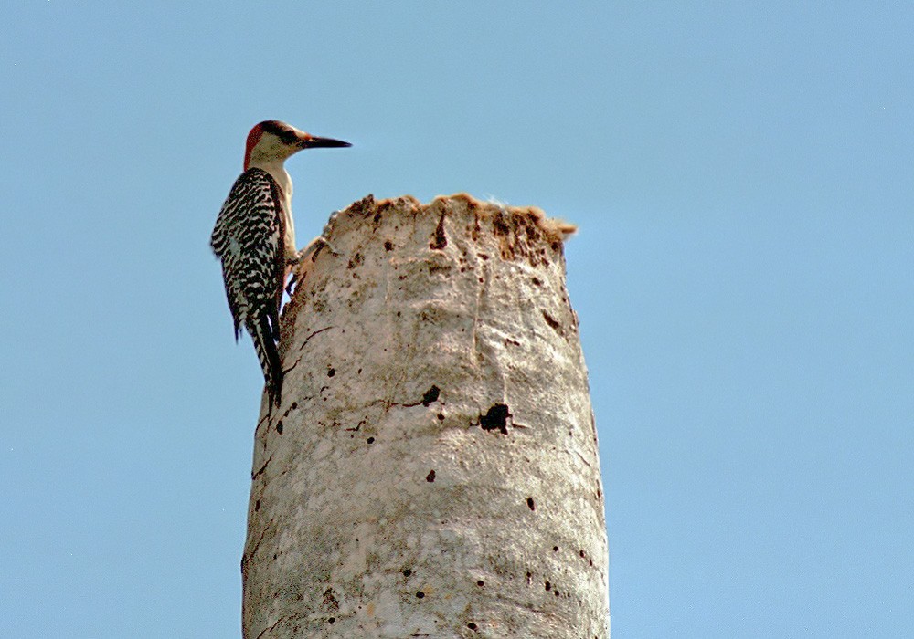 West Indian Woodpecker - Lars Petersson | My World of Bird Photography