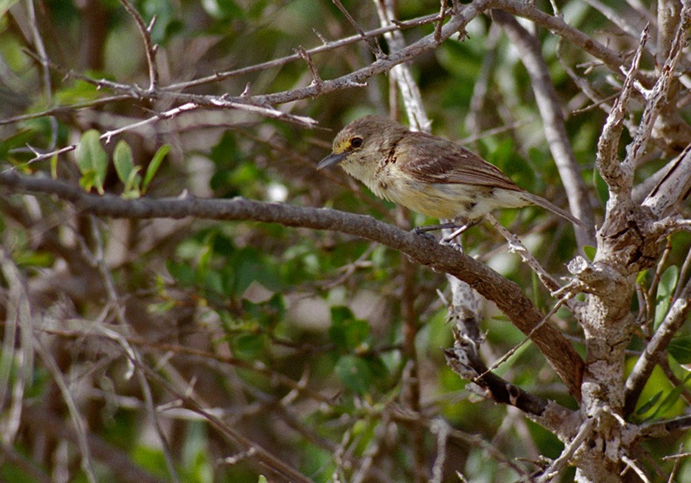 Thick-billed Vireo - ML206020601