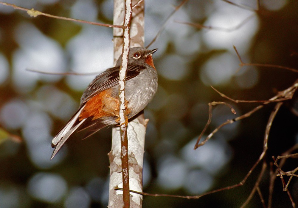 Rufous-throated Solitaire (Rufous-throated) - Lars Petersson | My World of Bird Photography