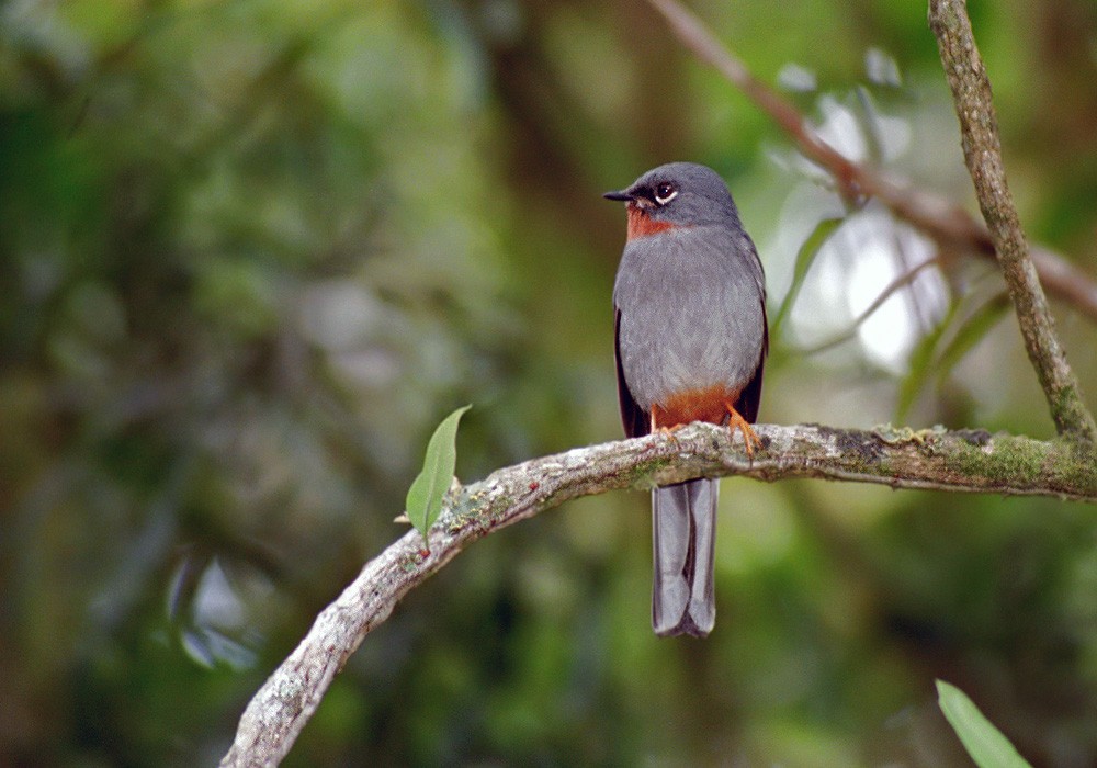 Rufous-throated Solitaire (Rufous-throated) - Lars Petersson | My World of Bird Photography