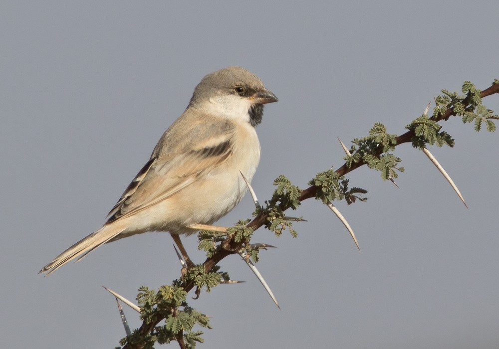 Desert Sparrow - ML206020791