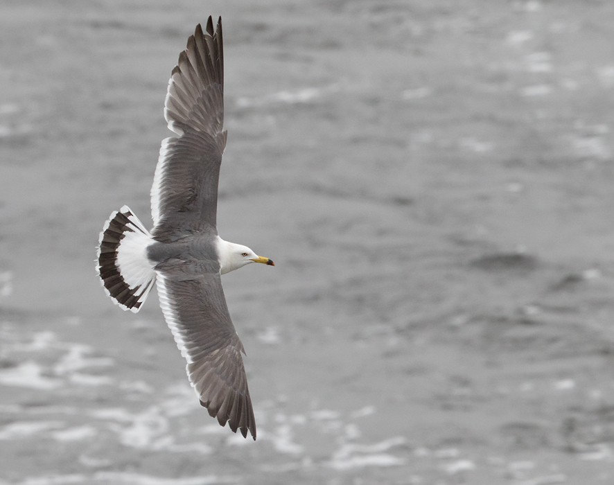 Black-tailed Gull - Lars Petersson | My World of Bird Photography
