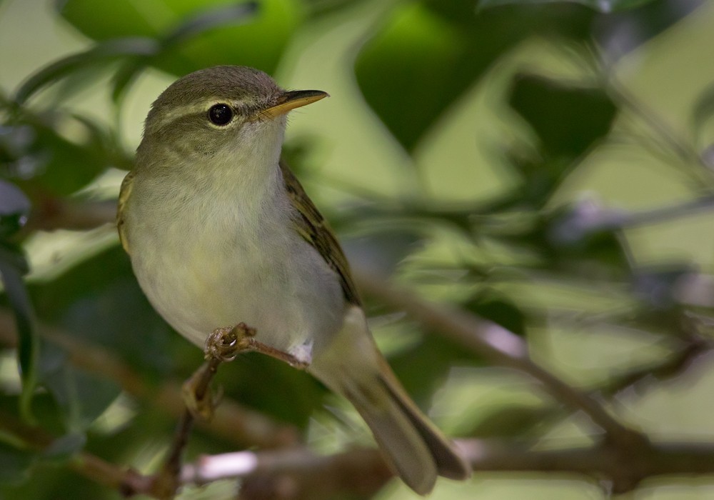 Ijima's Leaf Warbler - Lars Petersson | My World of Bird Photography