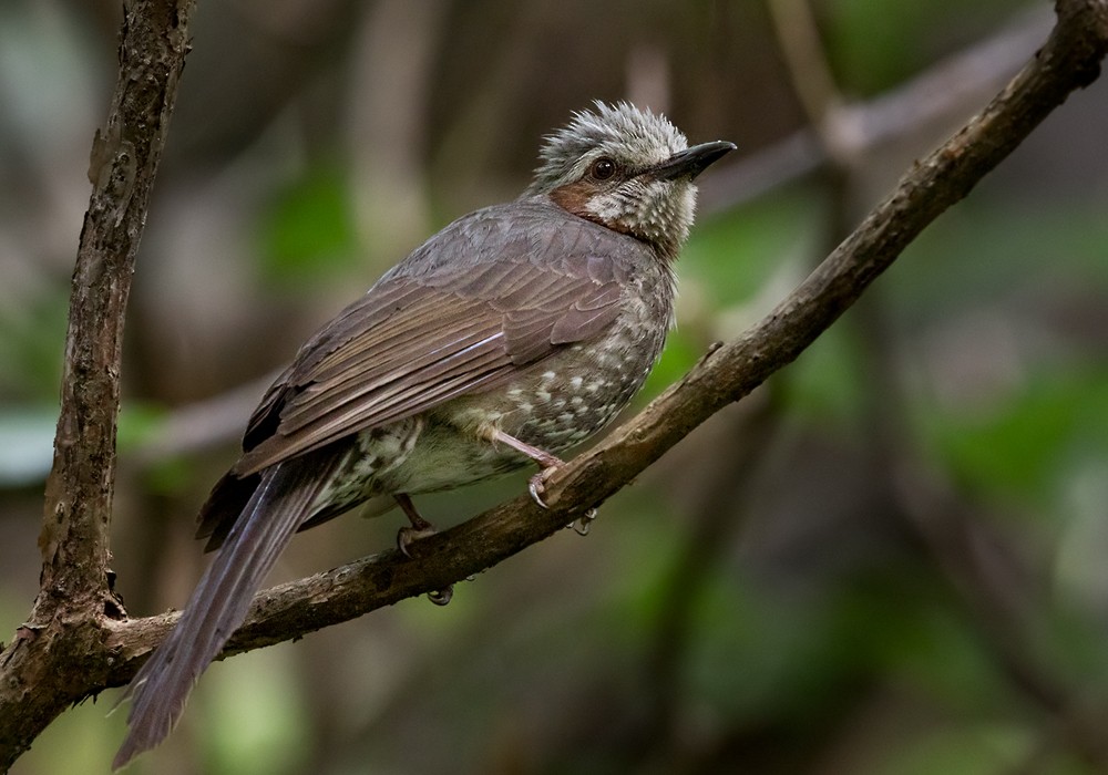 Brown-eared Bulbul - Lars Petersson | My World of Bird Photography