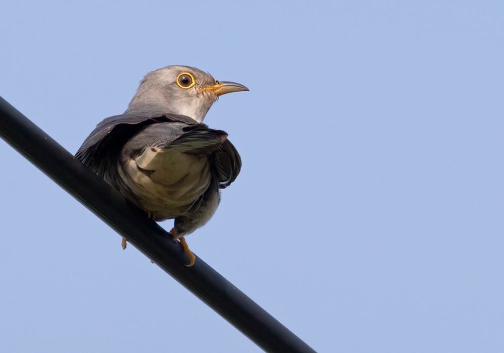 Lesser Cuckoo - Lars Petersson | My World of Bird Photography