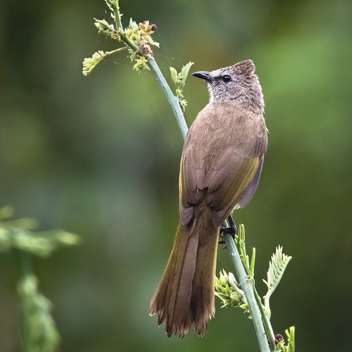 Flavescent Bulbul - Lars Petersson | My World of Bird Photography