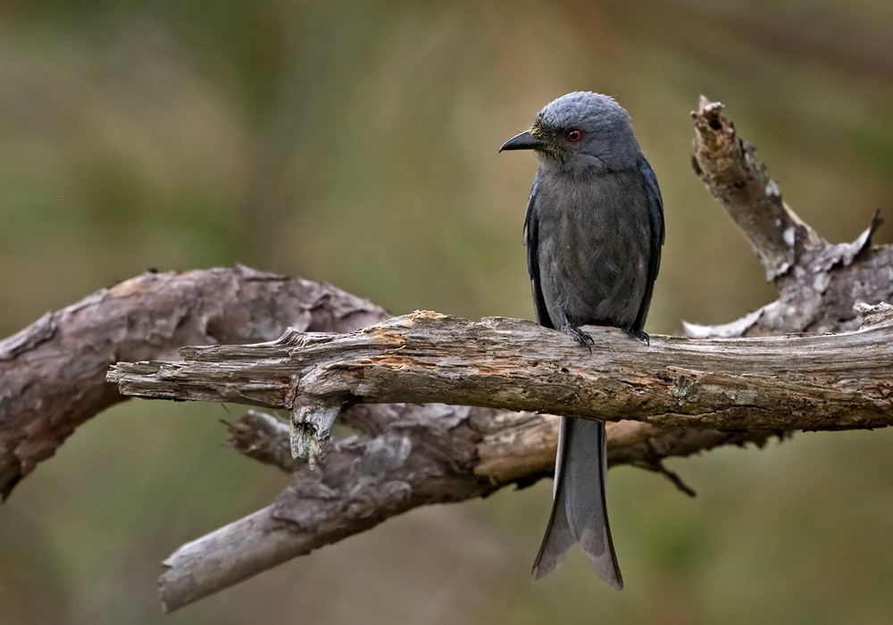 Ashy Drongo (Sooty) - Lars Petersson | My World of Bird Photography