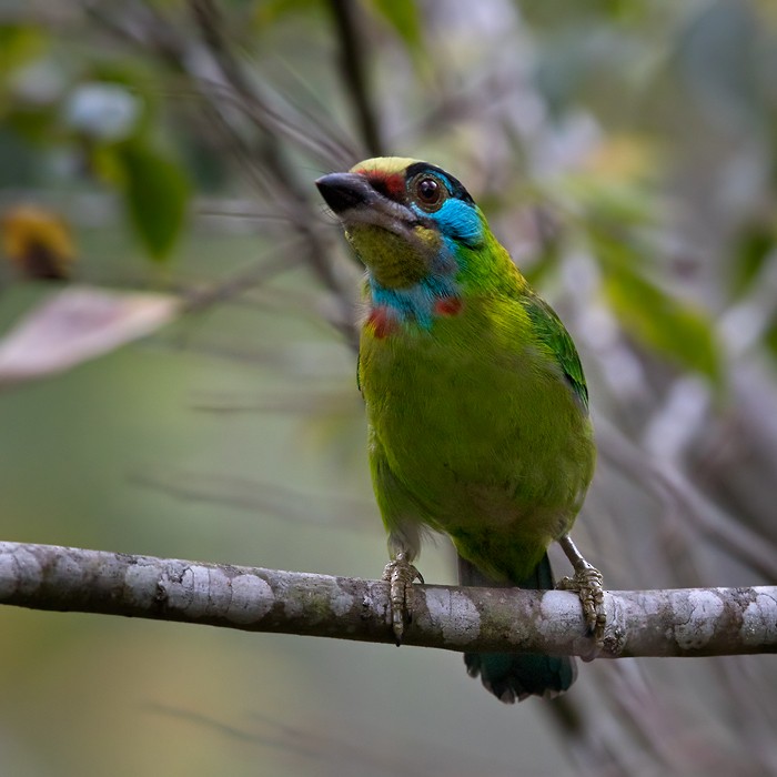 Indochinese Barbet - Lars Petersson | My World of Bird Photography