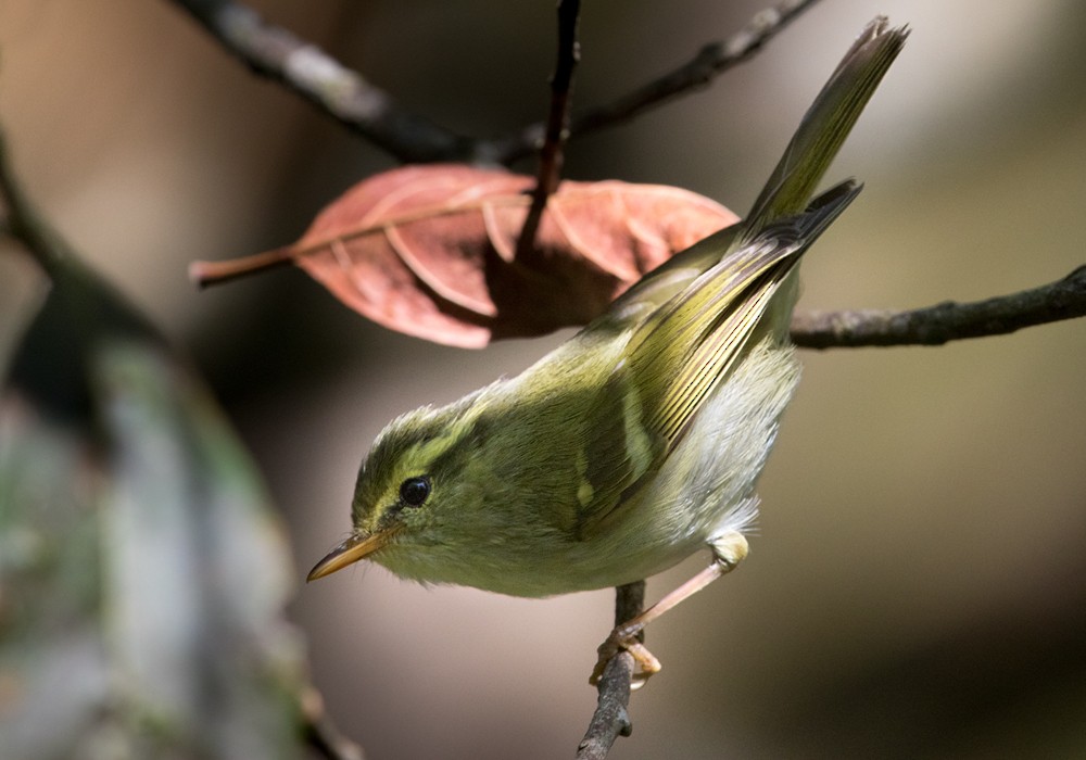 Kloss's Leaf Warbler - Lars Petersson | My World of Bird Photography