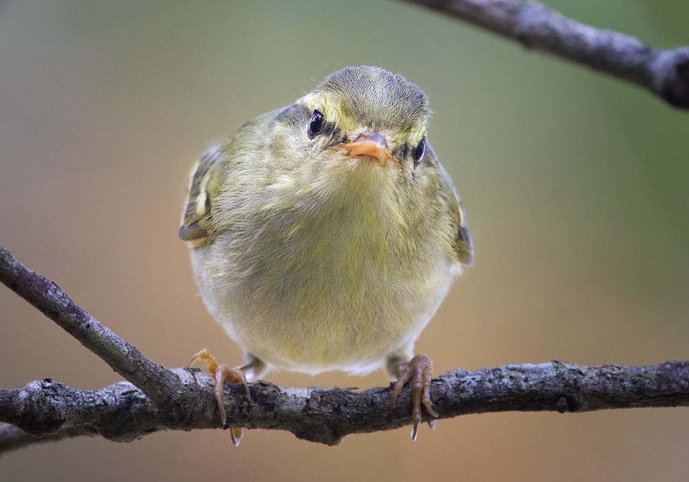 Kloss's Leaf Warbler - Lars Petersson | My World of Bird Photography