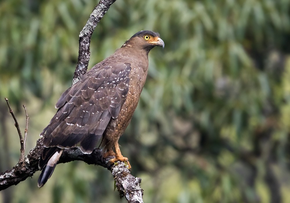 Crested Serpent-Eagle (Crested) - Lars Petersson | My World of Bird Photography