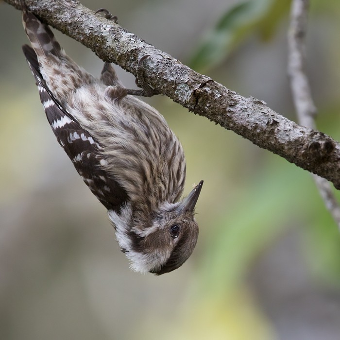 Gray-capped Pygmy Woodpecker - ML206021591