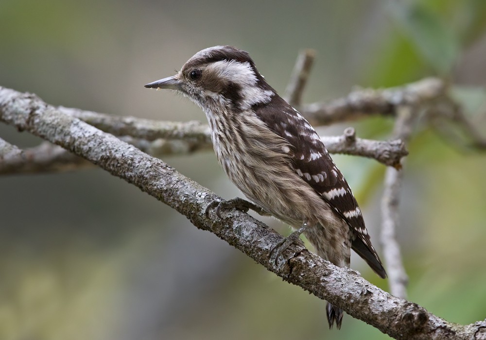 Gray-capped Pygmy Woodpecker - Lars Petersson | My World of Bird Photography