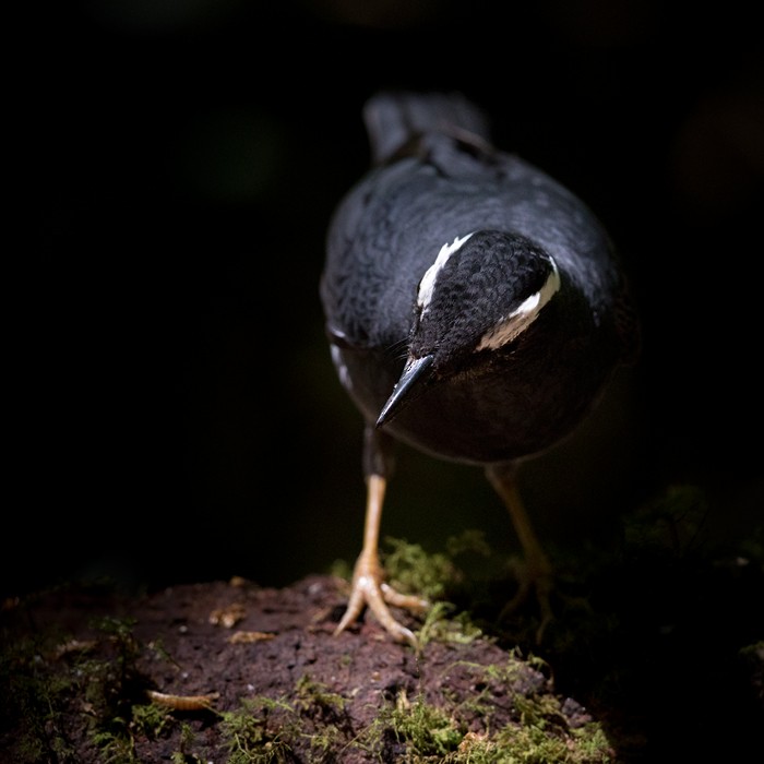Siberian Thrush - Lars Petersson | My World of Bird Photography
