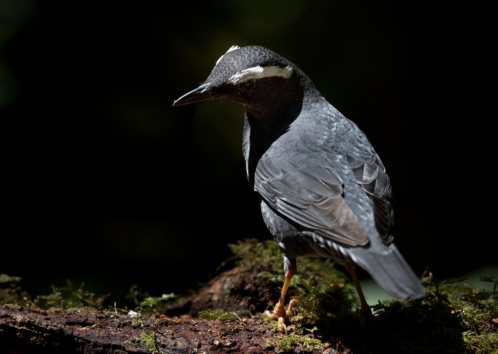 Siberian Thrush - Lars Petersson | My World of Bird Photography