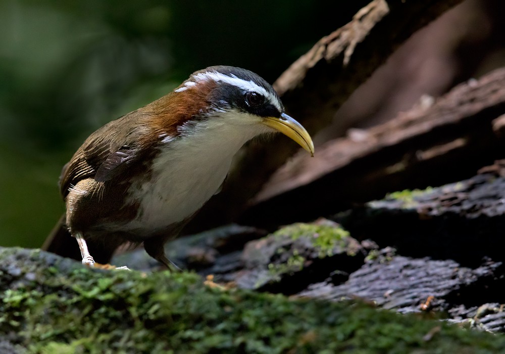White-browed Scimitar-Babbler - Lars Petersson | My World of Bird Photography