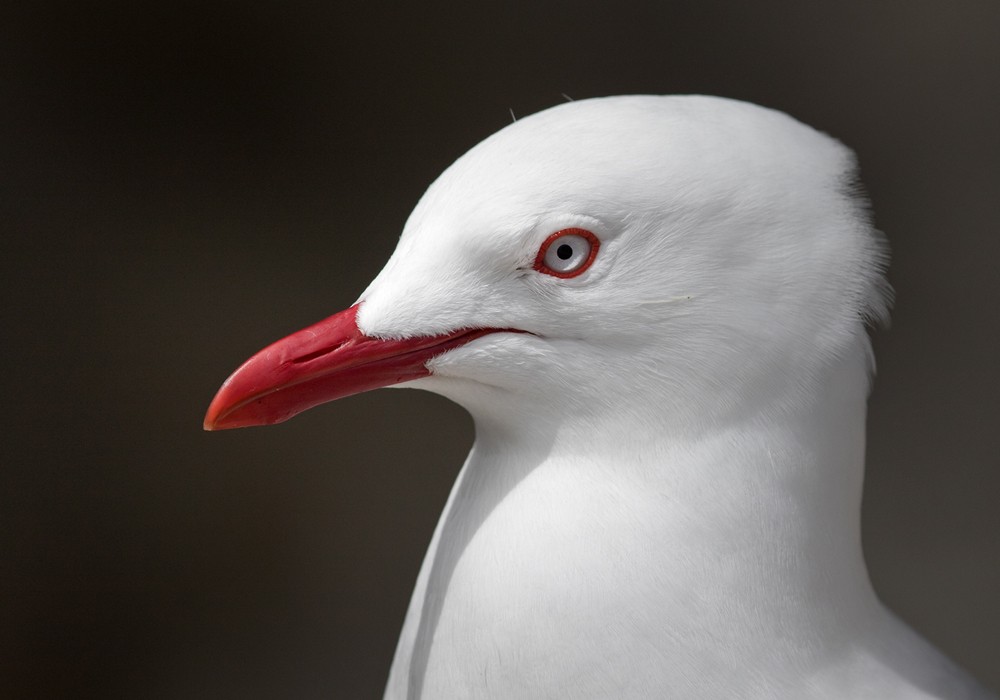 Silver Gull (Red-billed) - ML206021841