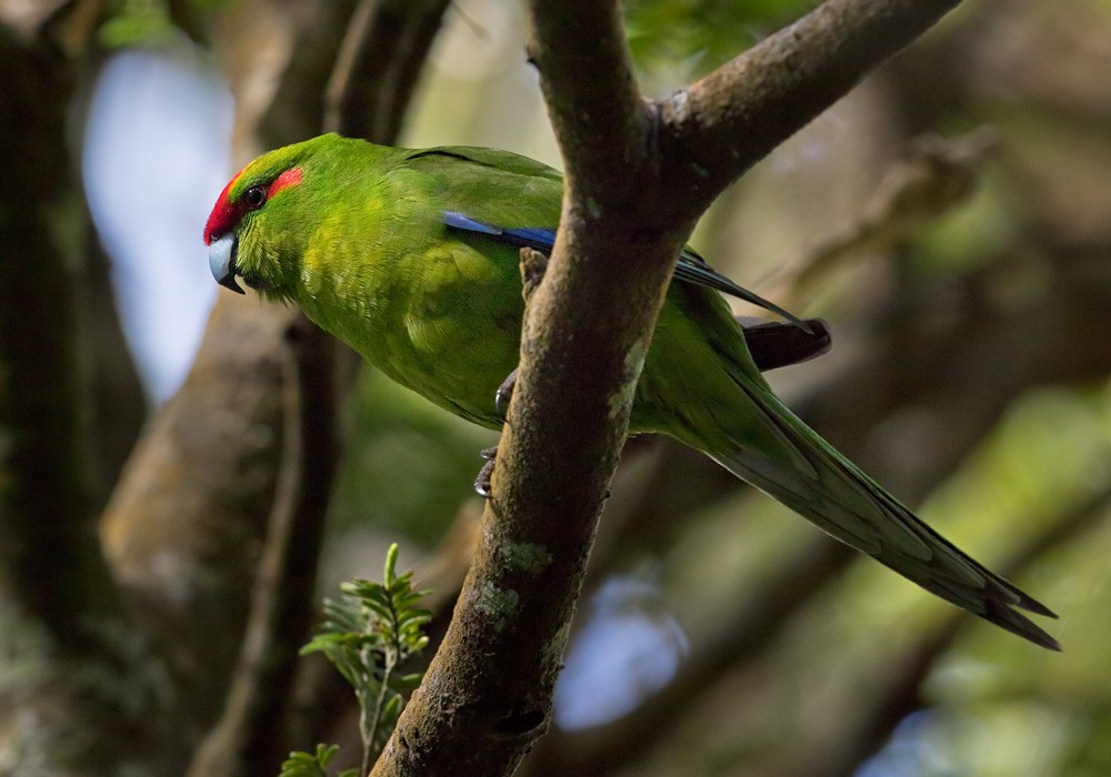 Red-crowned Parakeet - Lars Petersson | My World of Bird Photography
