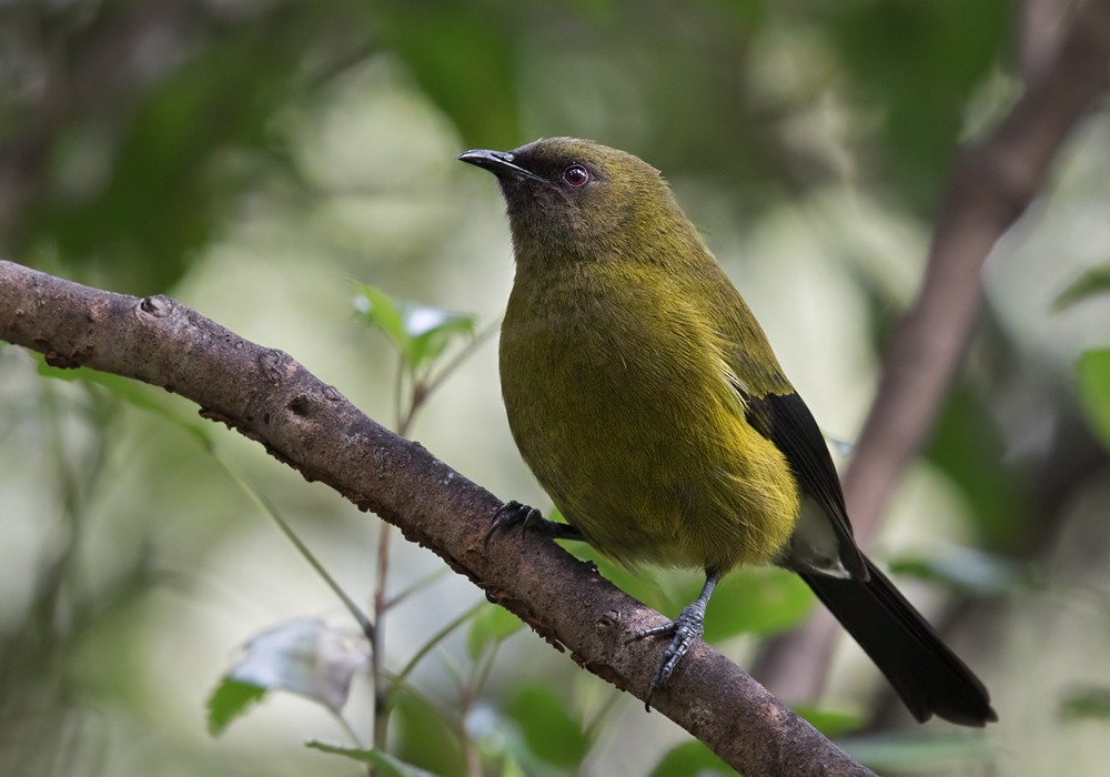 New Zealand Bellbird - Lars Petersson | My World of Bird Photography