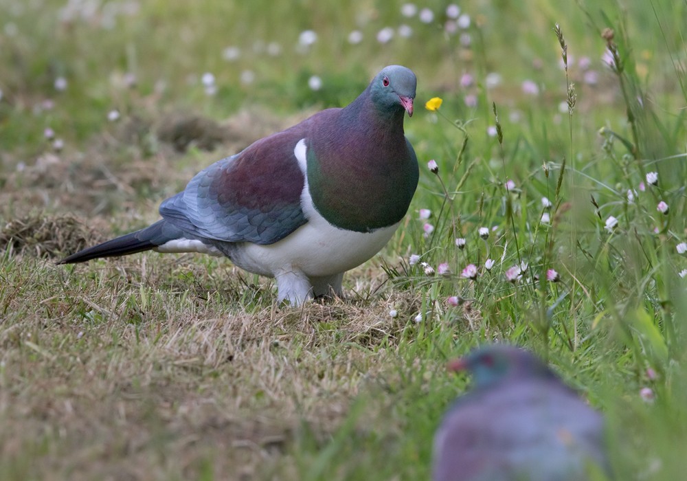 New Zealand Pigeon (New Zealand) - Lars Petersson | My World of Bird Photography