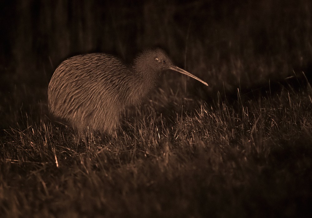 Southern Brown Kiwi (Stewart I.) - Lars Petersson | My World of Bird Photography
