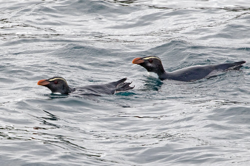 Fiordland Penguin - ML206022061