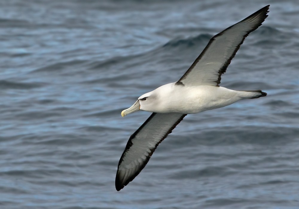 White-capped Albatross (steadi) - ML206022091