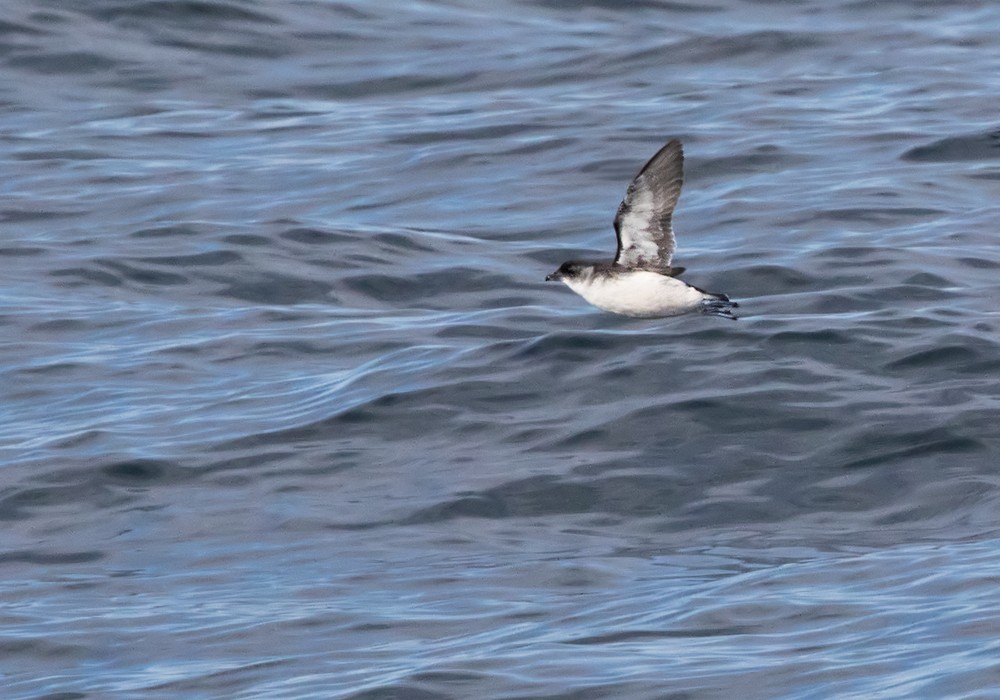 Common Diving-Petrel - Lars Petersson | My World of Bird Photography