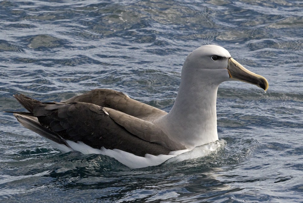 albatros snarský - ML206022121