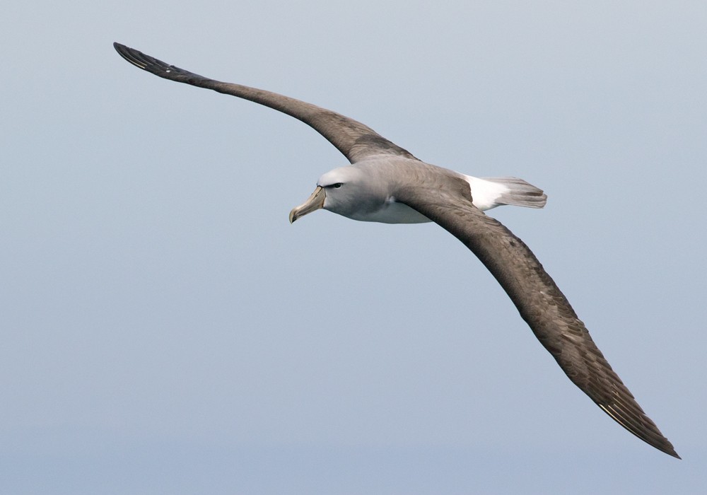 Albatros de Salvin - ML206022131