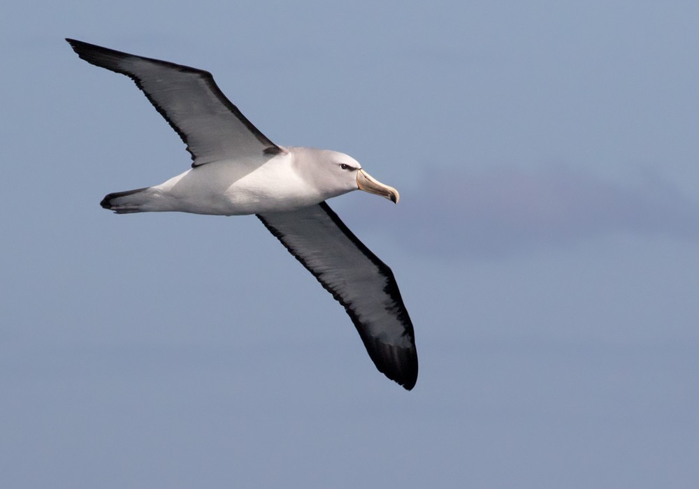 albatros snarský - ML206022151
