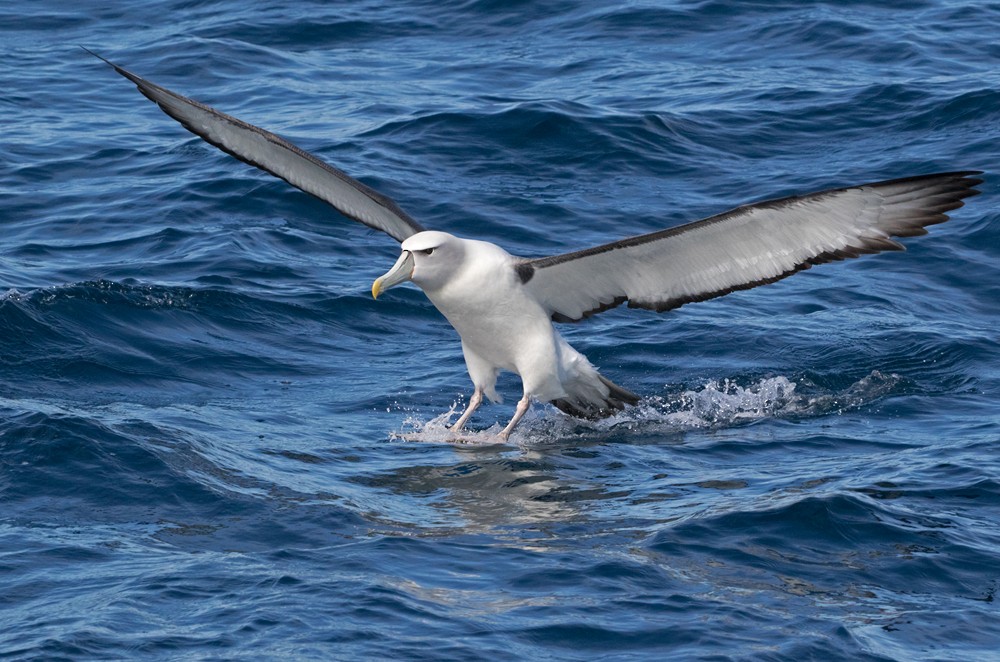 Albatros à cape blanche (steadi) - ML206022161