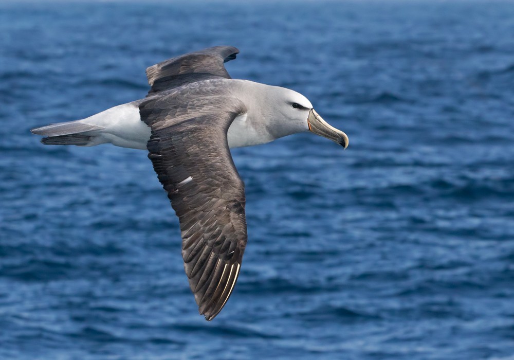 albatros snarský - ML206022171